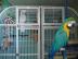 Pekn Ara Ararauna papouek Pro Prodej