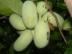 Predm rastliny Asimina Triloba Bann s