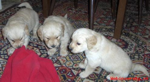 Zlaty retriever