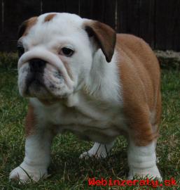 ANGLICK BULDOG - BULLDOG - Buldok