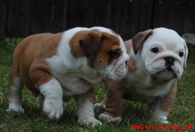 ANGLICK BULDOG - BULLDOG - Buldok