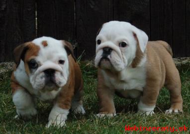 ANGLICK BULDOG - BULLDOG - Buldok