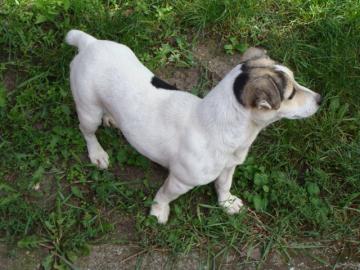 Jack Russell terier a cokoladovy Labrado