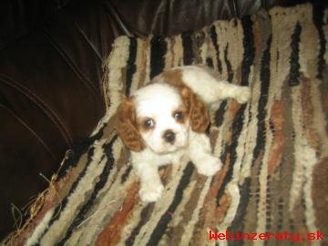 Cavalier charles king spaniel