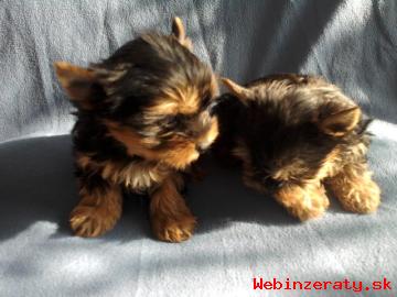 YORKSHIRE TERRIER - MINI