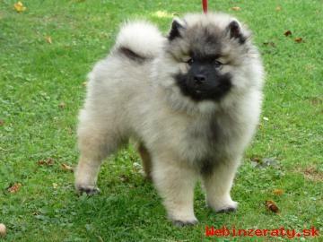 Nmeck pic vl/keeshond