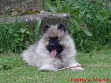 Nmeck pic vl/keeshond