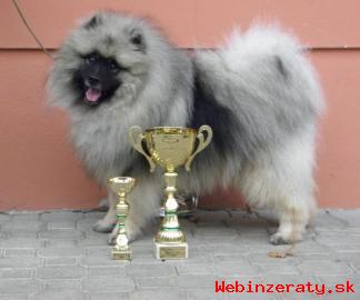 Nmeck pic vl/keeshond