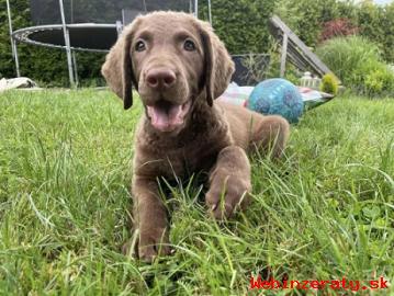 Chesapeake bay retriever s PP