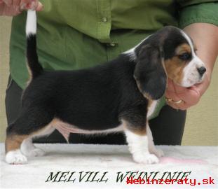 Beagle - bgel s PP