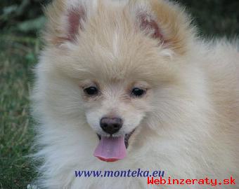 nmeck pic mal, trpasli /pomeranian