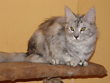 maine coon s PP