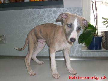 Prodm tata Whippet/Vipet