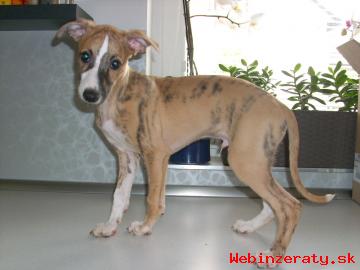 Prodm tata Whippet/Vipet