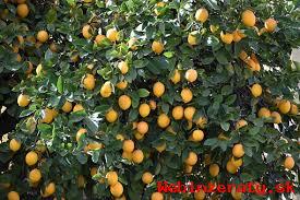 Predaj citrusov