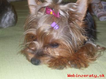 Yorkshire Terrier