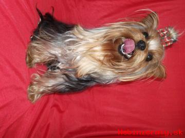 Yorkshire Terrier