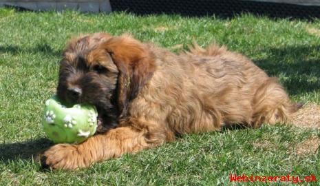 briard