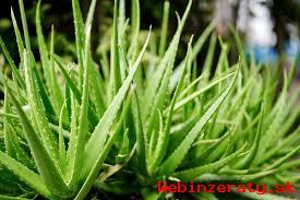 Predaj aloe vera