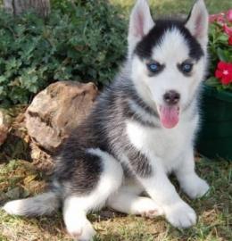 registrovanch sibrsky husky teniatka