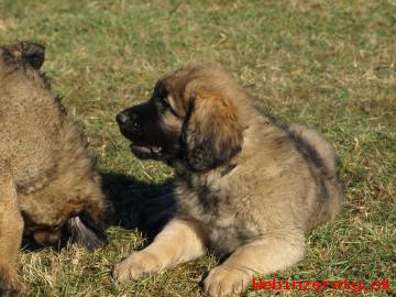 Leonberger