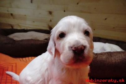 Anglicky Setter stenata