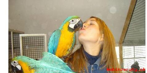 Prodm Ara Ararauna papouek