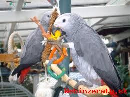 ena Papagj siv na predaj   Gigi samic