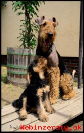 AIREDALE TERRIER- Erdel terir