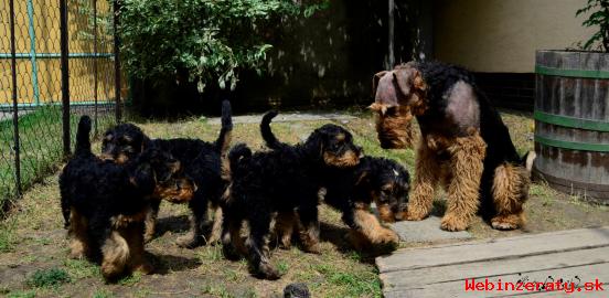 AIREDALE TERRIER- Erdel terir