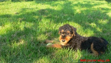 Airedale terrier, tata s PP