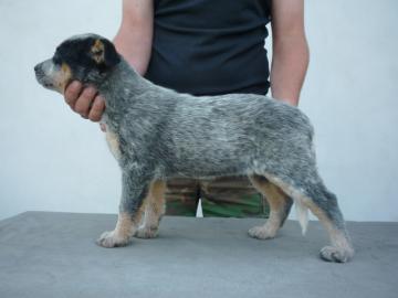 teniatka - Austrlsky dobytkrsky pes