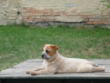 teniatka - Austrlsky dobytkrsky pes