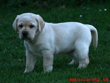 Labrador retriever s PP