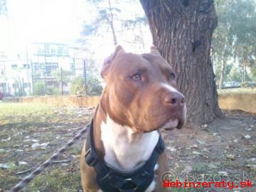 Predam Pitbulla RED NOSE