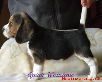 Beagle - bgel s PP