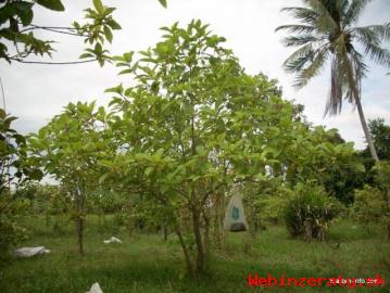 Kratom - latinsky Mitragyna speciosa