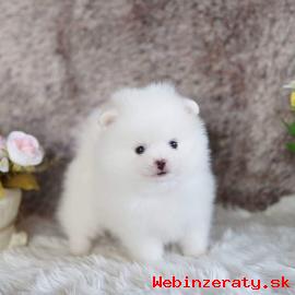 Pomeranian teniatko