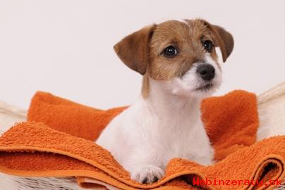 Parson Jack Russell terir