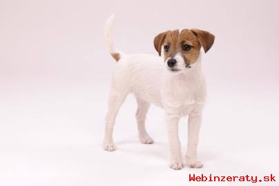 Parson Jack Russell terir