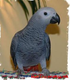 Zdrav Africkej Grey Papagje