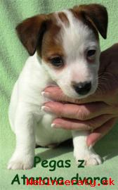 Jack Russell Terrier s PP