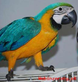 Nabdka Zlat A Modr Papouek Pro Prode