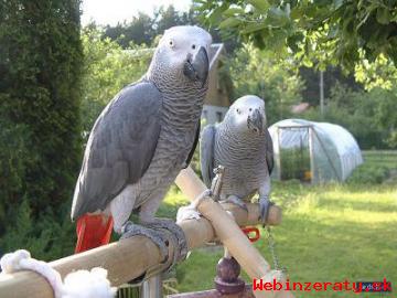 Africk ed papouci na prodej