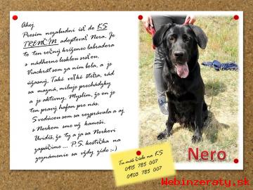 x labradora Nero - KS Trenn