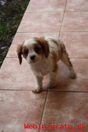 teniatka Kavalier King Charles Spaniel