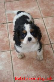 teniatka Kavalier King Charles Spaniel