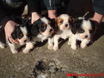 teniatka Kavalier King Charles Spaniel