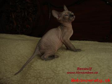 Prodm Don Sphynx s PP -Beowulf Tir Nam