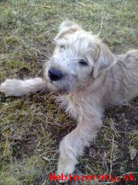 Irish soft coated wheaten terir